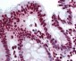 THRAP3 / TRAP150 Antibody (aa930-955)